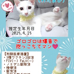 秘密結社ねこのひげ♡保護猫譲渡会 サムネイル2