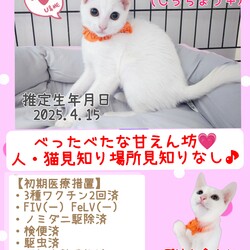秘密結社ねこのひげ♡保護猫譲渡会 サムネイル3