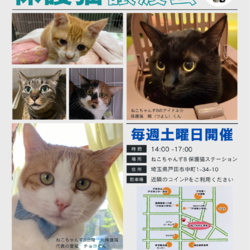 ねこちゃんず8 :: ペットのおうち【里親決定29万頭！】