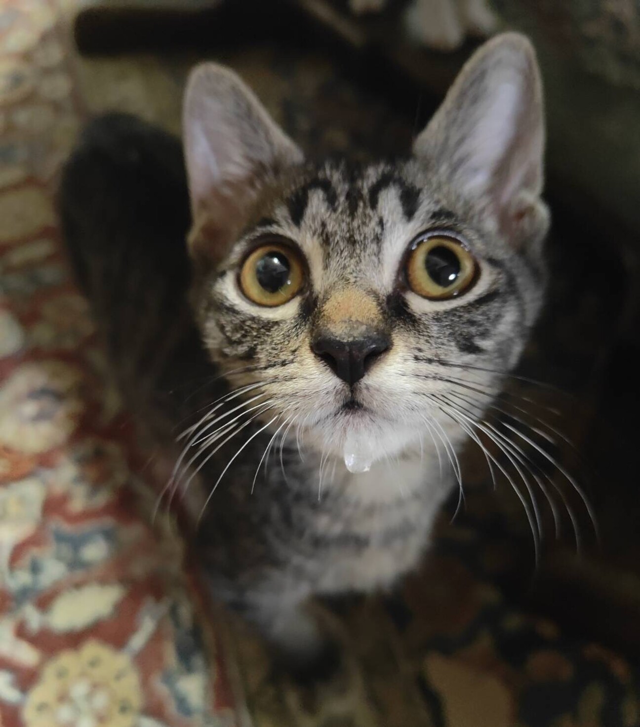 タケちゃんです、キュートの写真