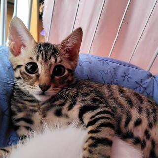 9/7譲渡会参加 キジの男の子　2.5か月　キイ