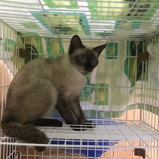 シャムのメスです。
