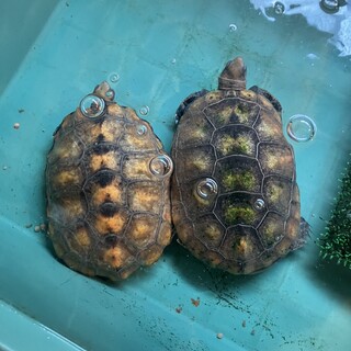 イシガメ　2匹　メス
