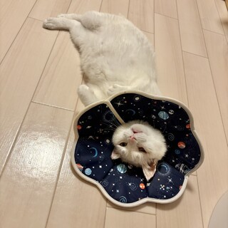 おまんじゅうみたいに可愛いおばぁちゃん♡