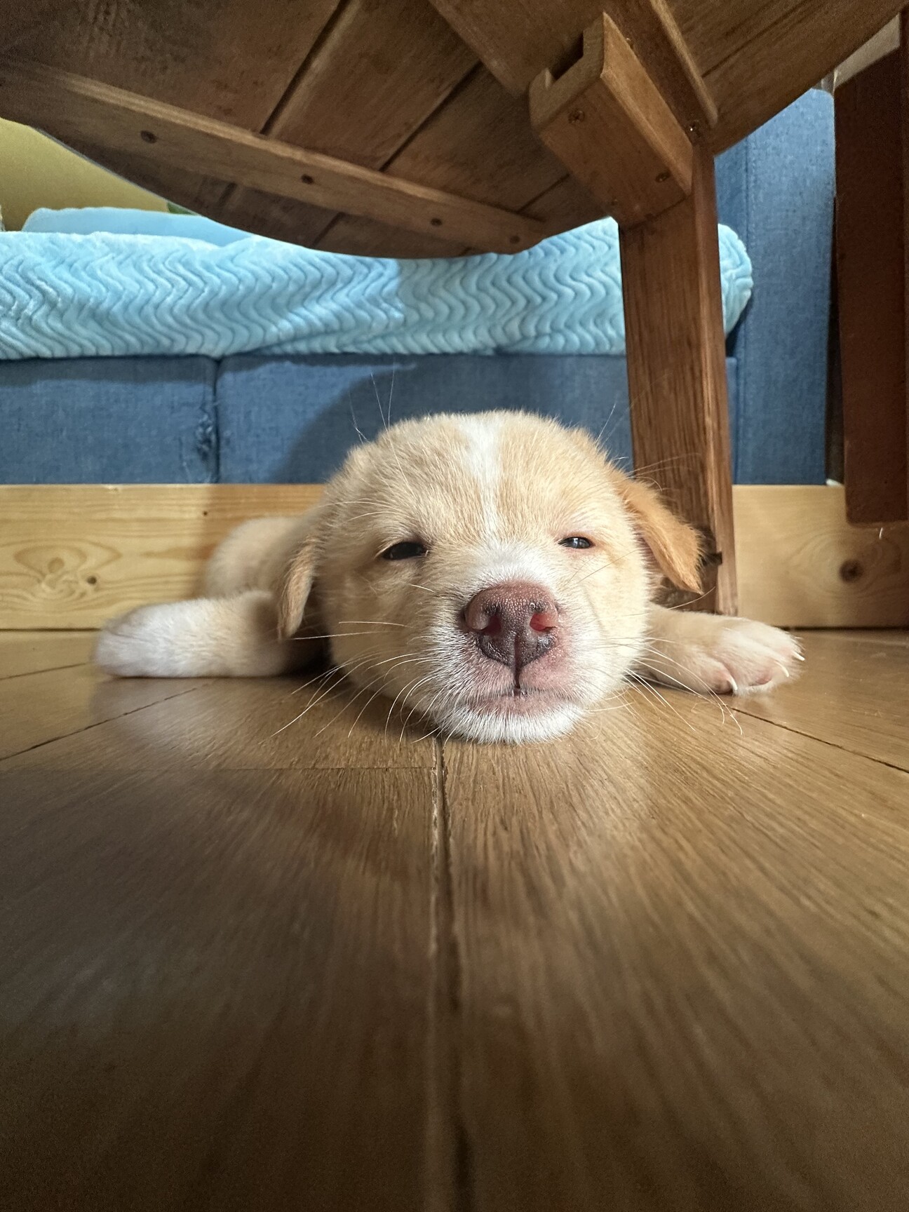 ママ募集中♡可愛い幼いお顔 むちむちボディ👶🌸笑 娘ちゃんのヘアアクセとお洋服は これから