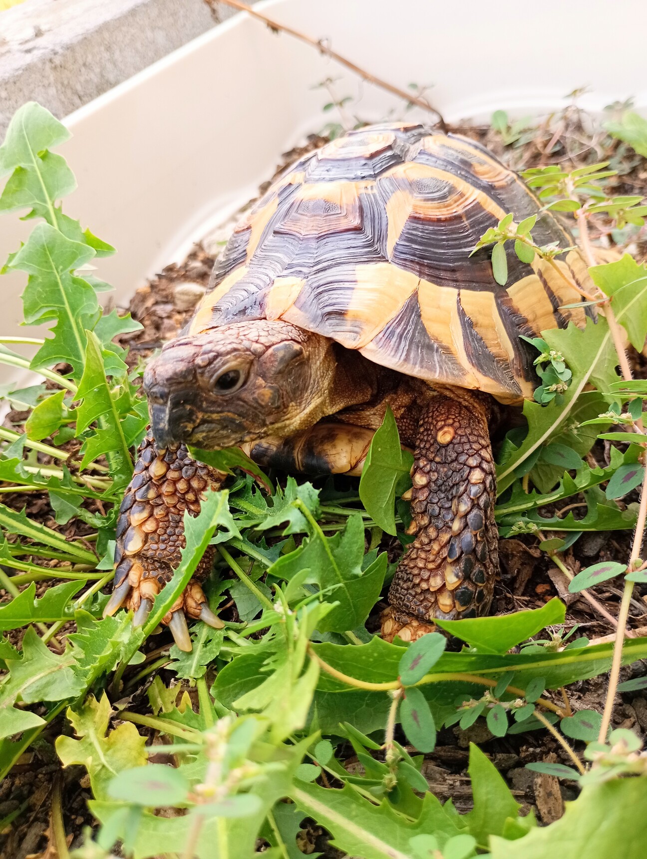 リクガメ飼育セット出品 ヘルマンリクガメ里親探しのため 【公式通販】