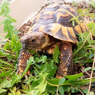 ヘルマンリクガメ(雄・推定5歳)の里親さん募集