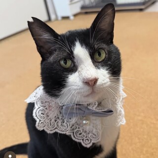 お腹の上大好き！とっても温厚な性格です♡