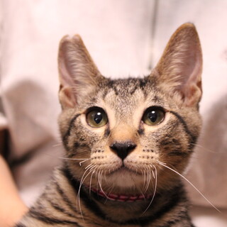 あそび盛りのよもぎくん