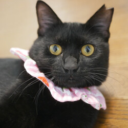 猫とも譲渡会in富田林 サムネイル2