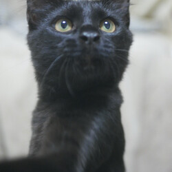 猫とも譲渡会in富田林 サムネイル3