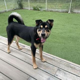 明るくて賢いイケワンまろにーくん