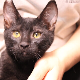 甘えん坊なずんだくん