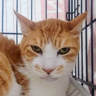 10/5譲渡会参加 人懐っこい  チャチャ君