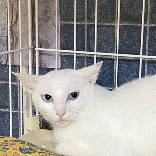 超シャイなしろみさんにずっとのおうちを！