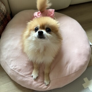 キラキラおめめの  キララちゃん