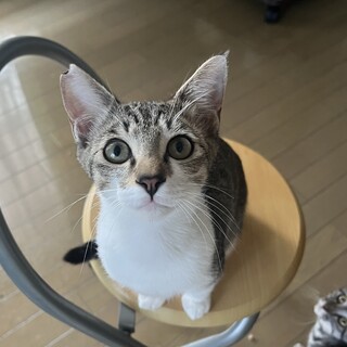 人が大好き甘えん坊の男の子です