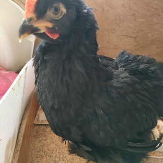 申請があったため停止中