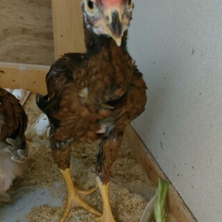 ただいま停止中