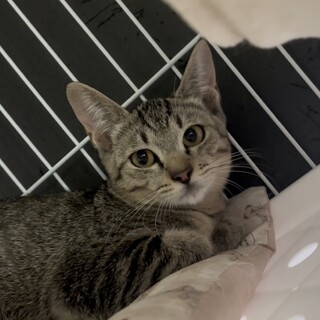 ちょっとビビりだけど穏やかな小梅ちゃん❤️