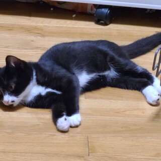 おっとり食いしん坊な白黒ハチワレ子猫ルカちゃん