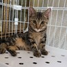 アメショー柄の甘えん坊な元気な子猫里親決まりました サムネイル6