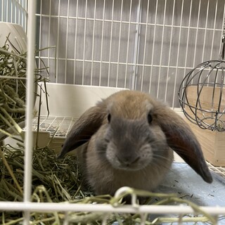 お願いします。