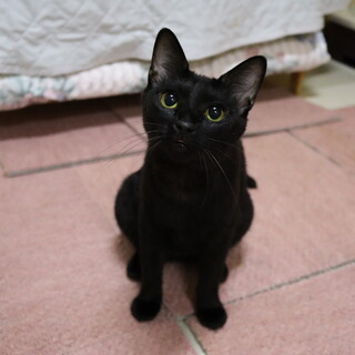 小粒の黒猫・コハクちゃん