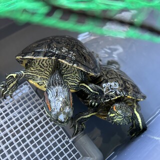 ミドリガメを飼ってくださる方を探しています