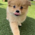 〔一旦募集停止します〕ポメラニアン