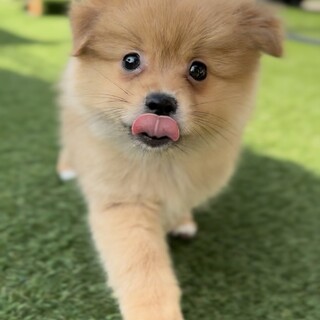 きゃんべる　強運お守り　ポメラニアンパネル生地 きゃんべる様専用 強運お守り ポメラニアンパネル生地