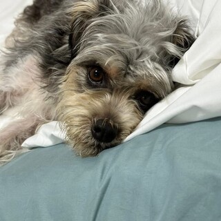 Mix犬(シュナ・シーズー)ハンス君　里親様募集☆