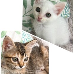 譲渡会 にゃん☆ぴーす猫の譲渡会【都賀･アトリエTOM】 サムネイル2