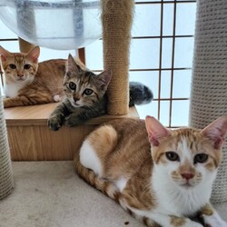 譲渡会 にゃん☆ぴーす猫の譲渡会【都賀･アトリエTOM】 サムネイル3