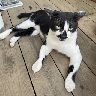 身体はビッグで食いしん坊だけど甘えん坊のハチワレ猫