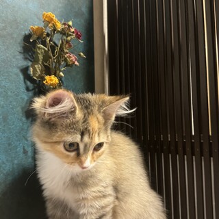 子猫の里親募集 サイベリアン３ヶ月元気な女の子