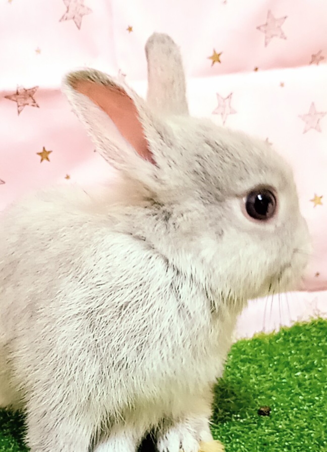 ふわふわ赤ちゃんうさぎの」富山県 - 小動物の里親募集(523812