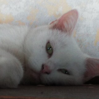 緊急急募！とにかく早く希望！白猫　桜　三毛猫　小町