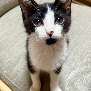 お茶目なあすかちゃん