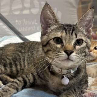 人大好きキュートなキジトラ女子❤️カンナ