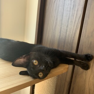 募集してます黒猫ちゃん♩