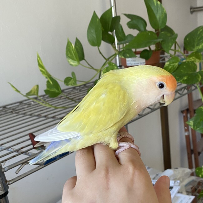 ウパシチリ20250813のカバー写真