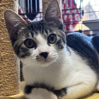 大人しい性格の美人猫