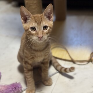 ゴロスリ甘えん坊だけどヤンチャな茶トラ