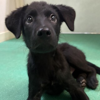 「2025年6月10日生オス」明るく可愛い子犬