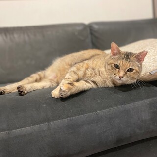 美猫さん❤️ムギワラ猫の姫りんごちゃん