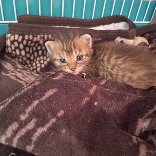 公園猫現場に遺棄された乳飲み子ちやん