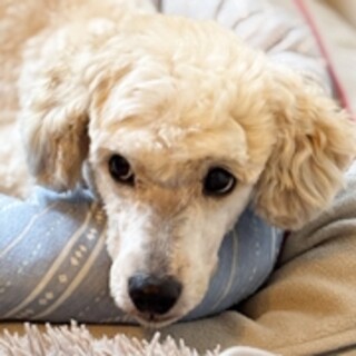 保護犬ナンバーＤ１６６３　コッカープードル？