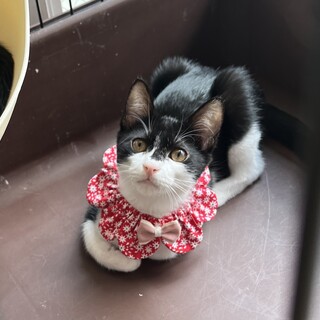 人も猫も大好きな女の子