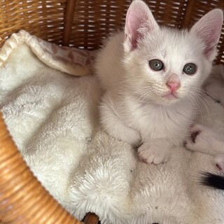 真っ白な子猫　ましろちゃん